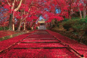 ジグソーパズル 秋色の紅葉参道（京都） 1000ピース 50×75cm 10-1400 やのまん 