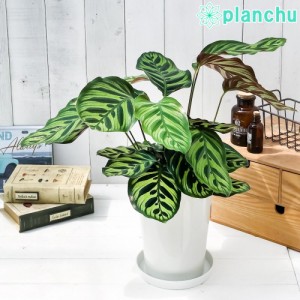 PLANCHU 観葉植物 カラテア マコヤナ 6号鉢 受け皿付き 育て方説明書付き Calathea makoyana 五色矢羽根芭蕉 ゴシキヤバネバショウ