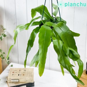 観葉植物 エピフィルム プミラム 5号吊り鉢 育て方説明書付き Epiphyllum pumilum エピフィラム 姫月下美人 森林性サボテン