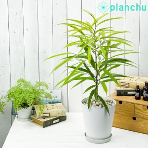 PLANCHU 観葉植物 フィカス アムステルダムゴールド 6号鉢 受け皿付き 育て方説明書付き Ficus binnendijkii ‘Amstel Gold’ ショウナン