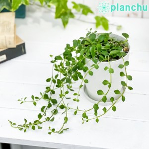 多肉植物 カランコエ フィフィ 4号鉢 受け皿付き 育て方説明書付き Kalanchoe uniflora ‘phi phi’ 観葉植物