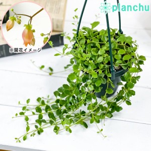 多肉植物 カランコエ フィフィ 4号吊り鉢 育て方説明書付き Kalanchoe uniflora ‘phi phi’ 観葉植物
