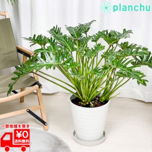 観葉植物 フィロデンドロン クッカバラ 8号鉢 受け皿付き 育て方説明書付き Philodendron xanadu ザナドゥ アロイド 大鉢 充実株