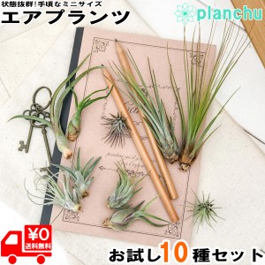 PLANCHU メール便発送 エアプランツ ティランジア お試し10種セット 育て方説明書付き 初心者向き エアープランツ チランジア Tillandsia