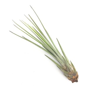 PLANCHU メール便発送 エアプランツ ティランジア ジュンセア Sサイズ 1株 育て方説明書付き Tillandsia juncea エアープランツ チランジ