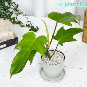 観葉植物 フィロデンドロン フロリダ 3.5号鉢 受け皿付き 育て方説明書付き Philodendron  ‘Florida’ アロイド