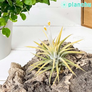 PLANCHU エアプランツ ティランジア イオナンタ 白花 Mサイズ 1株 育て方説明書付き Tillandsia ionantha cv. エアープランツ チランジア