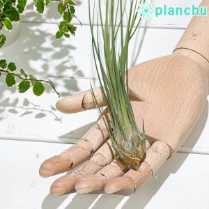 エアプランツ ティランジア ディスティカ 1株 育て方説明書付き Tillandsia disticha エアープランツ チランジア