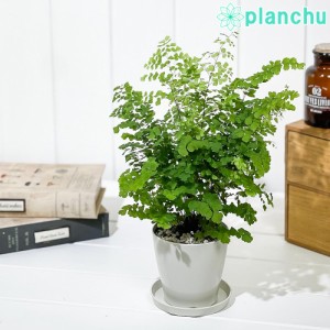 観葉植物 アジアンタム フリッツルーシー 3.5号鉢 受け皿付き 育て方説明書付き Adiantum raddianum ‘Fritz Luthi’ シダ植物