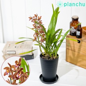 東洋ラン キンリョウヘン 3.5号鉢 受け皿付き 育て方説明書付き Cymbidium floribundum 金稜辺 ミツバチラン シンビジウム シンビジュー