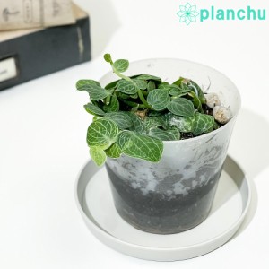 珍しい 観葉植物の通販｜au PAY マーケット