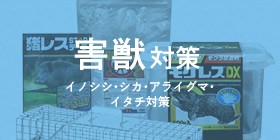 カシノナガキクイムシ調査シート かしながホイホイ 50枚 ナラ枯れ対策