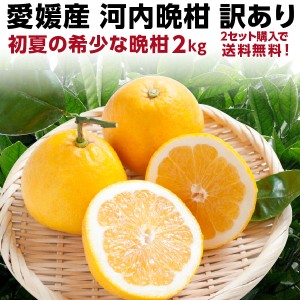 早期予約 河内晩柑 愛媛産 訳あり 和製グレープフルーツ  初夏のフルーツ 2kg J常