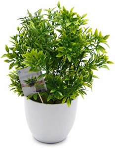 TOSSOW 人工観葉植物 フェイクグリーン 観葉植物 フェイク 造花 ミニ インテリア 世話のいらない 可愛い贈り物