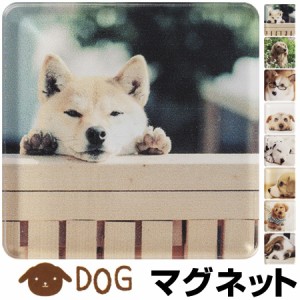 特価 マグネット 磁石 アニマルマグネット DOG 犬 ANIMAL MAGNET （ 冷蔵庫 収納 文房具 ）