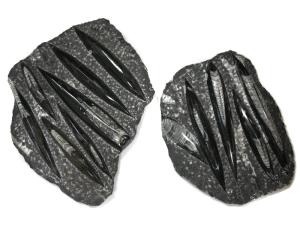 化石の通販 Au Pay マーケット 4ページ目