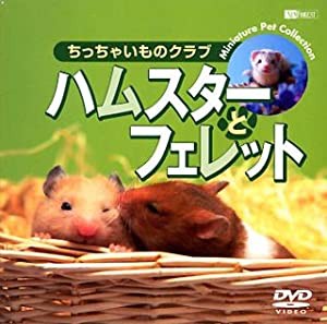 シンフォレストDVD ハムスターとフェレット/ちっちゃいものクラブ(中古品)