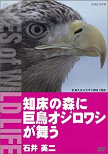 知床の森に巨鳥オジロワシが舞う/石井英二 [DVD](中古品)