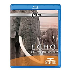 Echo: An Elephant to Remember [Blu-ray] [Import](中古品)