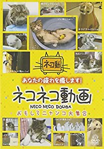 ネコネコ動画 ~おもしろニャンコ大集合~ [DVD](中古品)