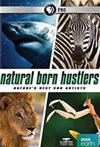 Nature: Natural Born Hustlers [DVD] [Import](中古品)