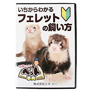 いちからわかる フェレットの飼い方 DVD(中古品)