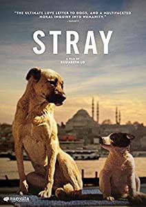 Stray [DVD](中古品)