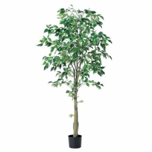 人工観葉植物 ファイカスツリー （ポット付き） グリーン 高さ175cm （P285-a50867) （代引き不可） インテリアグリーン フェイクグリー