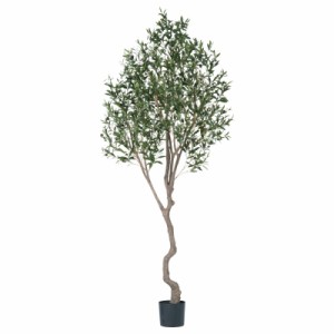 人工観葉植物 オリーブ （ポット付き） オリーブ 高さ240cm （P281-a51019) （代引き不可） インテリアグリーン フェイクグリーン