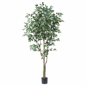 人工観葉植物 ファイカス （ポット付き） ヴァリゲイトグリーン 高さ225cm （P284-a51045) （代引き不可） インテリアグリーン フェイク