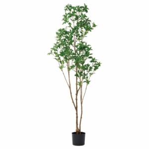 人工観葉植物 アセビ （ポット付き） グリーン 高さ175cm （P287-a51115) （代引き不可） インテリアグリーン フェイクグリーン