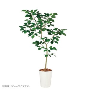 人工観葉植物 ベンガルボダイジュ FST 150cm 高さ150cm （P208-dt99116) （代引き不可） インテリアグリーン フェイクグリーン