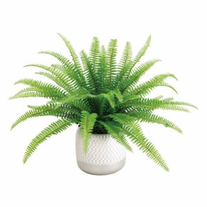 人工観葉植物 タマシダ ポットL 光触媒加工 高さ30cm （P190-zv242) （代引き不可） インテリアグリーン フェイクグリーン