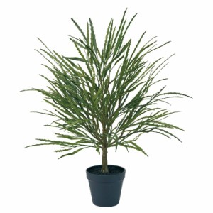 人工観葉植物 アラレア ミニポット 光触媒加工 高さ60cm （P192-zv3279) （代引き不可） インテリアグリーン フェイクグリーン