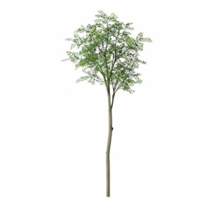 人工観葉植物 ゴールデンリーフ ４S スタイル FST ツリーベース付 高さ250cm （P37-91714-91707sb) （代引き不可） インテリアグリーン 