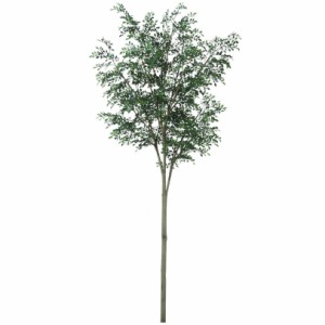 人工観葉植物 トネリコ MIX スタイル FST ツリーベース付 高さ290cm （P34-91714-99405lsb) （代引き不可） インテリアグリーン フェイク