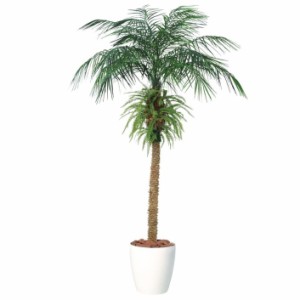 人工観葉植物 フェニックス・ロベレニー PLUS 200〜300 ポット付き 高さ200〜300cm （P83-99454) （代引き不可） インテリアグリーン フ