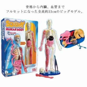 立体パズル 知育玩具 人体模型 4D 人体解剖 全身 解剖スケルトンモデル ディスプレイスタンド付き