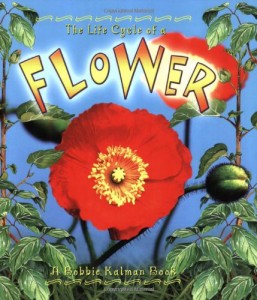 海外製絵本 知育 英語 The Life Cycle of a Flower
