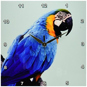 壁掛け時計 インテリア 海外モデル 3dRose DPP_215167_1 Macaw Parrot, Blue & Yellow, Pet, Nature W