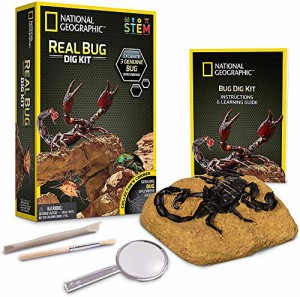 ナショナルジオグラフィック 知育玩具 科学 NATIONAL GEOGRAPHIC Real Bug Dig Kit - Dig up 3 Re