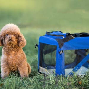 ペット キャリーバッグ 猫用 犬用 リュック メッシュ窓 ショルダー 大型猫用・小型犬・うさぎ用 折りたたみ 手提げキャリーバッグ 通気性