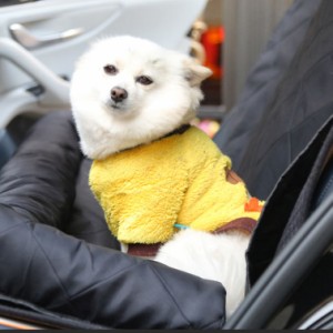 ふかふかドライブベッド 猫 ドライブボックス ペットベッド 猫用 犬用 車載 小型犬 2匹 ペットクッション 車用 ペットソファー 車載用 キ