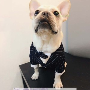 ペット服 犬服 ドッグウェア タキシード ストライプ 新郎 制服 ネックレス 記念パーティー リボン （S-Lサイズ）小型犬 お祝い 結婚式