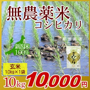 お米 10kg 玄米 農薬不使用米 希少米コシヒカリ 令和5年産 新米 / 米 新潟米 ブランド米 アイガモ農法 新潟 新潟県産 国内産 人気 おいし