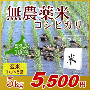 お米 5kg 玄米 農薬不使用米 希少米コシヒカリ (1kg×5袋) エコ梱包 令和5年産 新米 / 1kg小分け 米 新潟米 ブランド米 アイガモ農法 新