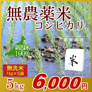 お米 5kg 無洗米 農薬不使用米 希少米コシヒカリ (1kg×5袋) エコ梱包 令和5年産 新米 / 1kg小分け 米 新潟米 ブランド米 アイガモ農法 