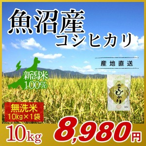 お米 10kg 無洗米 魚沼産コシヒカリ 令和5年産 新米 / 米 最高級銘柄 新潟米 ブランド米 新潟 新潟県産 国内産 人気 おいしい こしひかり