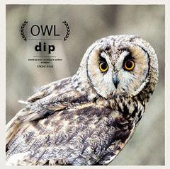 送料無料有/[CD]/dip/OWL/UKDZ-143