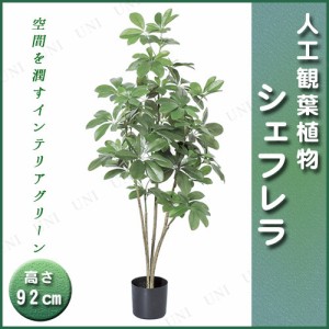 観葉 植物 シェフレラの通販｜au PAY マーケット